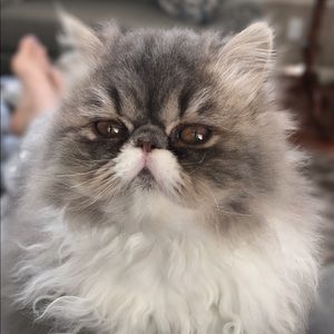 Meet your Posher, Brooke